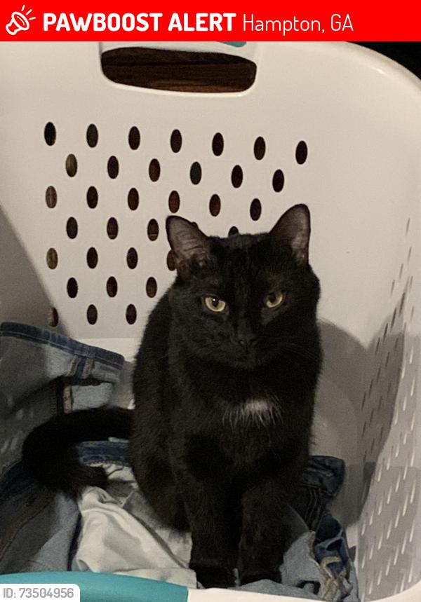 Lost Male Cat last seen Lovejoy Soccer Complex, Hampton, GA 30228