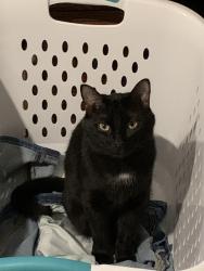 Lost Male Cat last seen Lovejoy Soccer Complex, Hampton, GA 30228