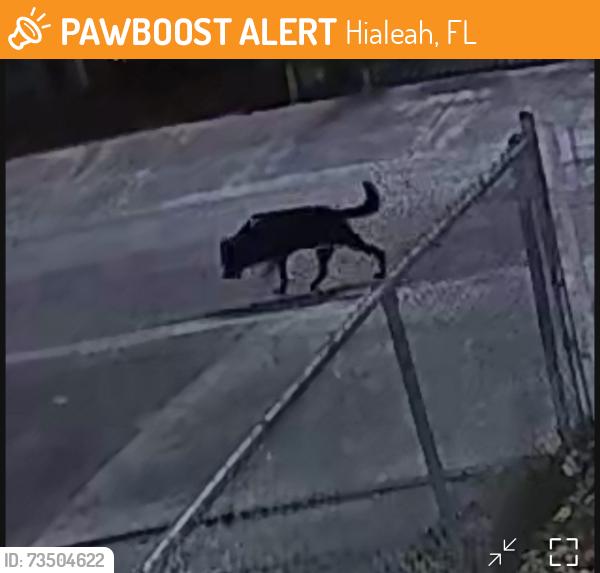 Found/Stray Male Dog last seen East 9 ave and 19 street, Hialeah, FL 33013