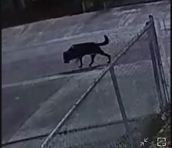 Found/Stray Male Dog last seen East 9 ave and 19 street, Hialeah, FL 33013