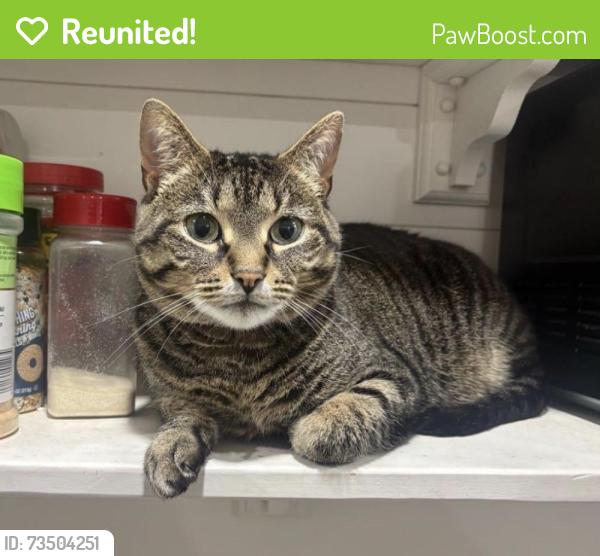 Reunited Female Cat last seen In the courtyard of The Verdant apmts, San Jose, CA 95134