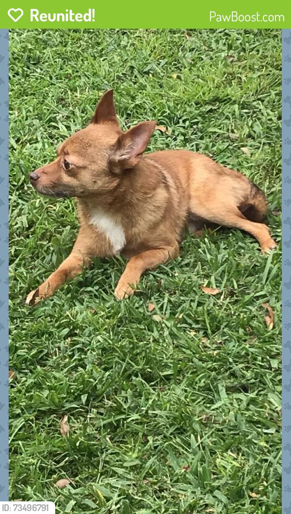 Reunited Male Dog last seen West st. Off of spring garden ranch, De Leon Springs, FL 32130