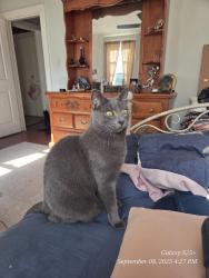 Lost Female Cat last seen Intersection of rte 75 and 31, New Windsor, MD 21776