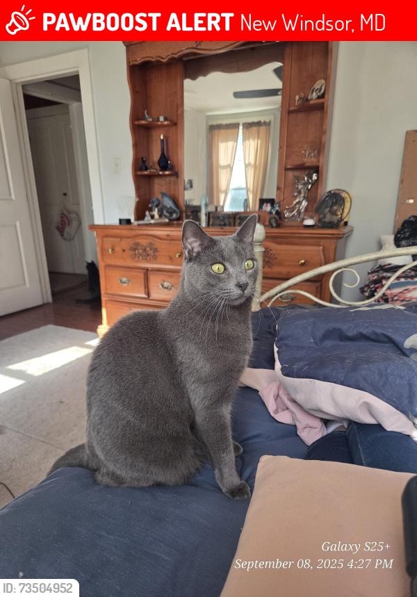 Lost Female Cat last seen Intersection of rte 75 and 31, New Windsor, MD 21776
