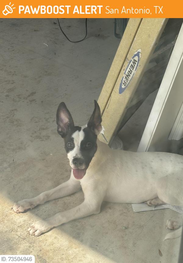 Found/Stray Female Dog last seen Cabin creek Dr, San Antonio, TX 78238