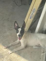 Found/Stray Female Dog last seen Cabin creek Dr, San Antonio, TX 78238