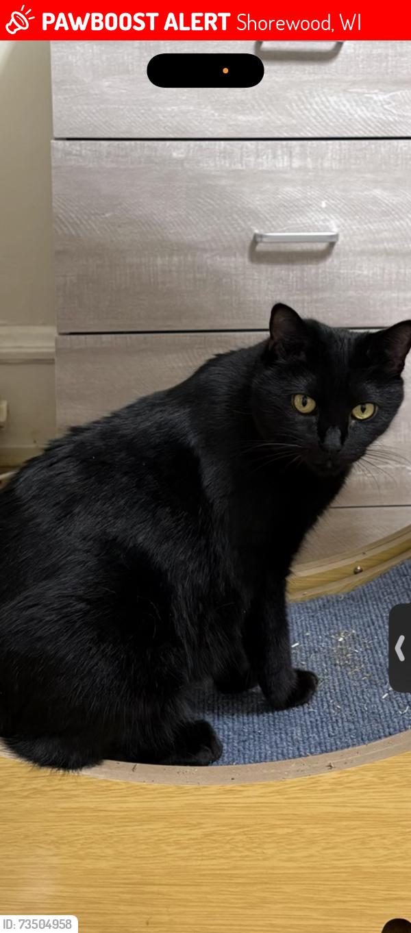 Lost Female Cat last seen e beverly st, Shorewood, WI 53211