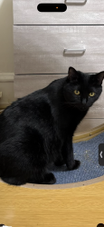 Lost Female Cat last seen e beverly st, Shorewood, WI 53211