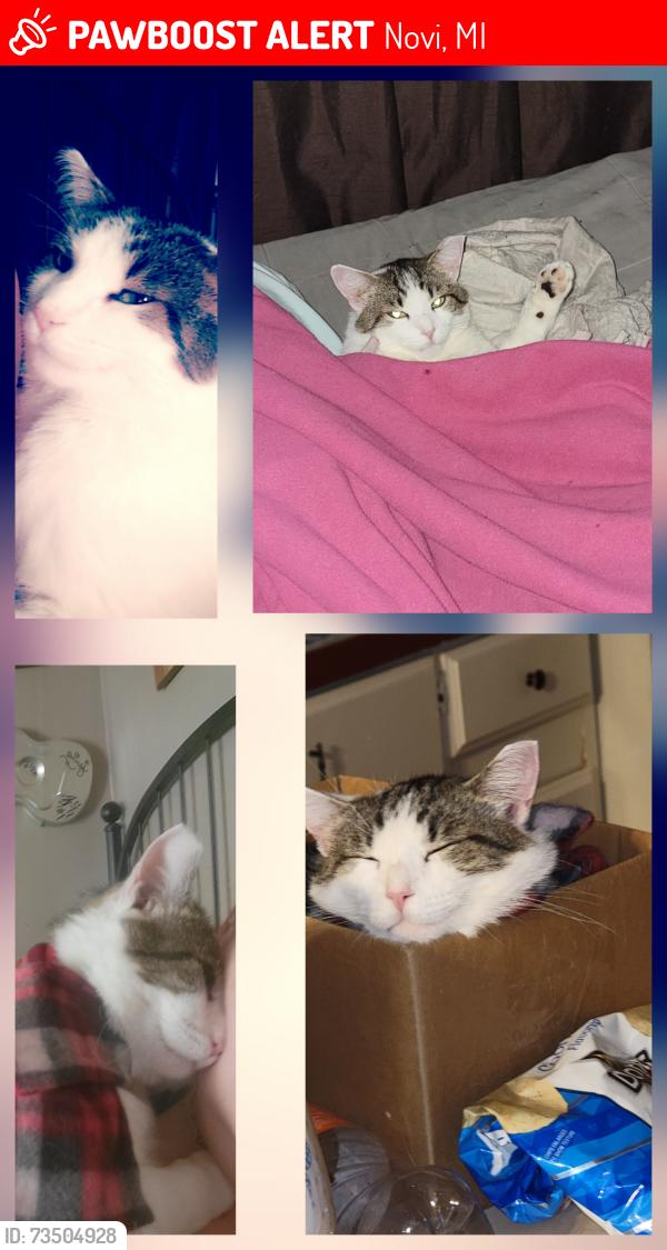 Lost Male Cat last seen Napier and twelve mile, Novi, MI 48374