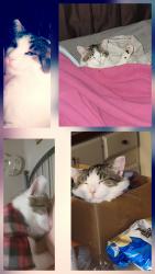 Lost Male Cat last seen Napier and twelve mile, Novi, MI 48374