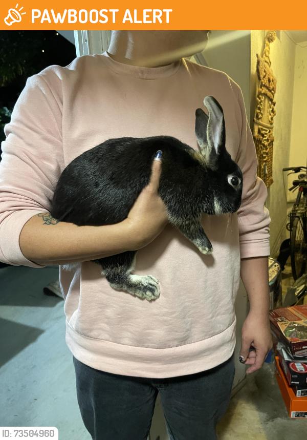 Found/Stray Unknown Rabbit last seen Valley Ridge / Stocker, View Park-Windsor Hills, CA 90043