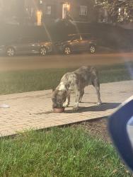 Reunited Male Dog last seen Near Dana, Cincinnati, OH 45229