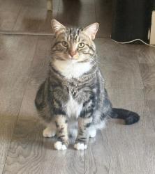 Reunited Male Cat last seen Near W La Hontan Dr, Boise, ID 83709, USA, Boise, ID 83709