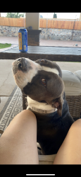 Lost Male Dog last seen Fort blvd, El Paso, TX 79930