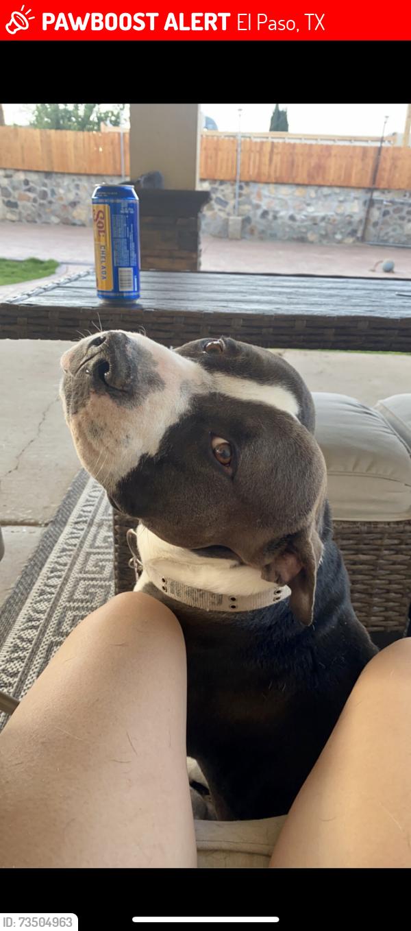 Lost Male Dog last seen Fort blvd, El Paso, TX 79930