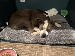 Reunited Female Dog last seen In the Ridgewood neighborhood, Greensboro, NC 27455