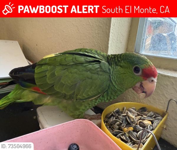 Lost Unknown Bird last seen Merced, South El Monte, CA 91733