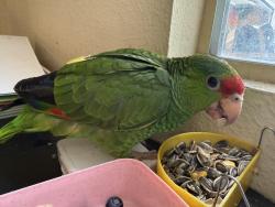 Lost Unknown Bird last seen Merced, South El Monte, CA 91733