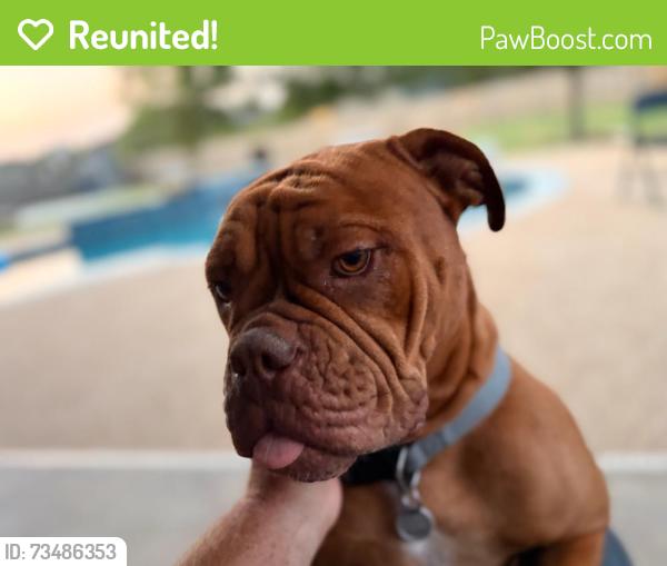 Reunited Female Dog last seen Cleveland Gibbs road and E Sam lee lane, Northlake, TX 76262