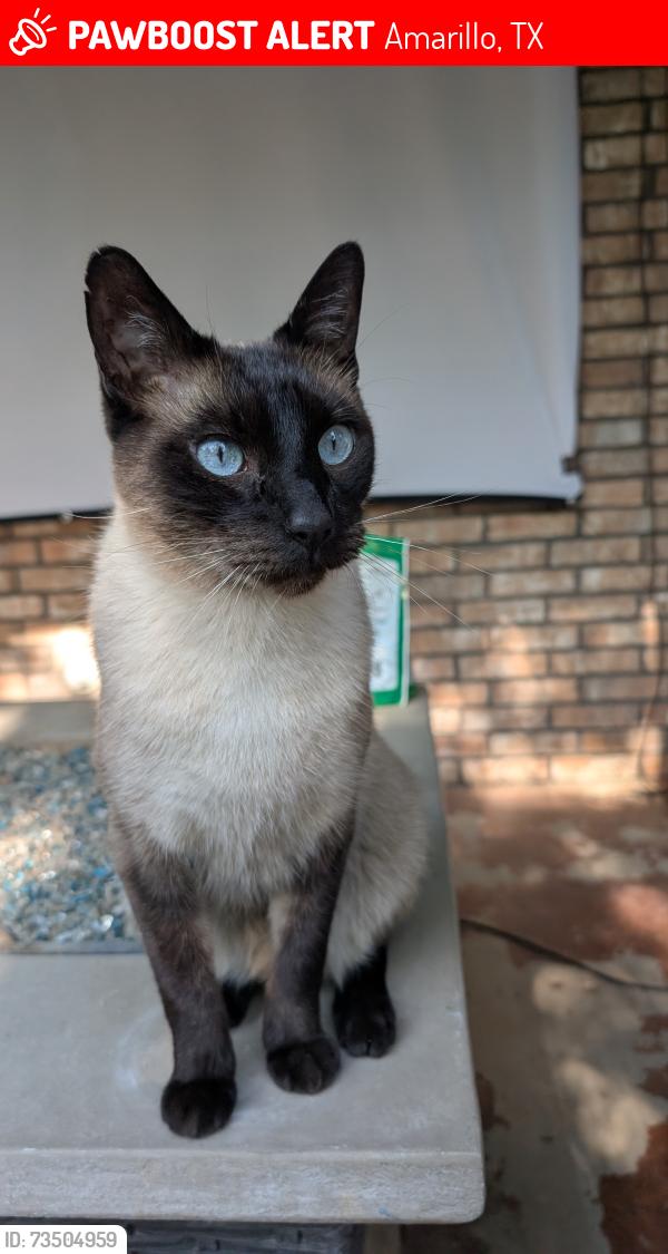 Lost Male Cat last seen Near countryside Dr and Andover in Greenways, Amarillo, TX 79119
