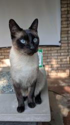 Lost Male Cat last seen Near countryside Dr and Andover in Greenways, Amarillo, TX 79119