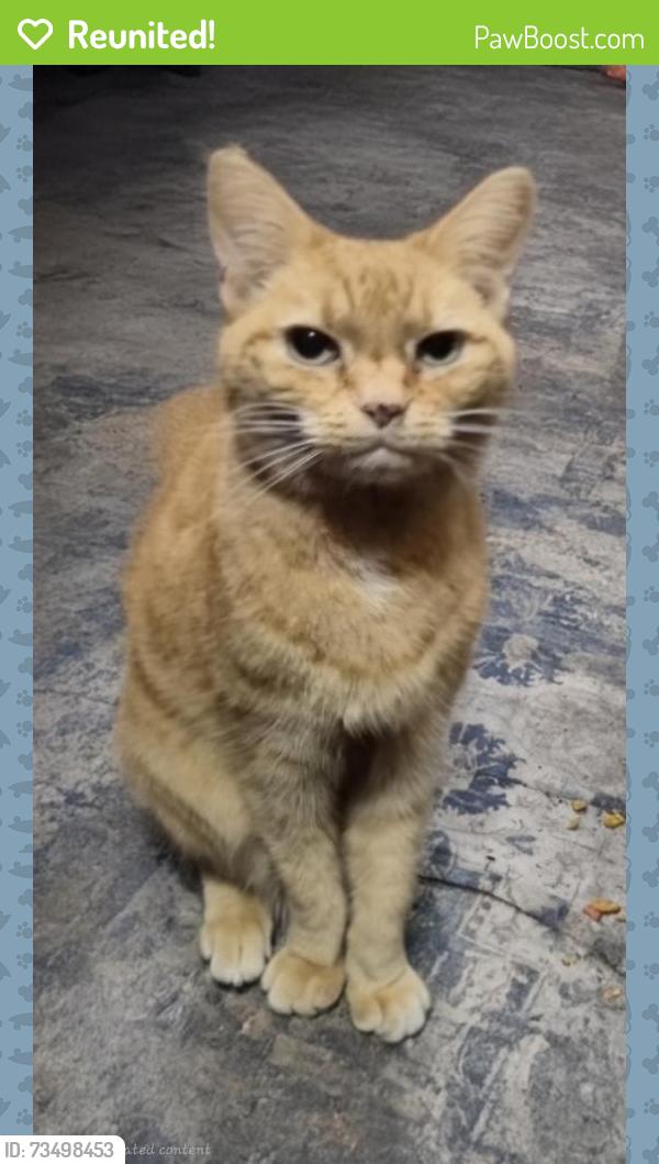 Reunited Female Cat last seen N. Crawford & N. Salem Avenue hse, Portland, OR 97203
