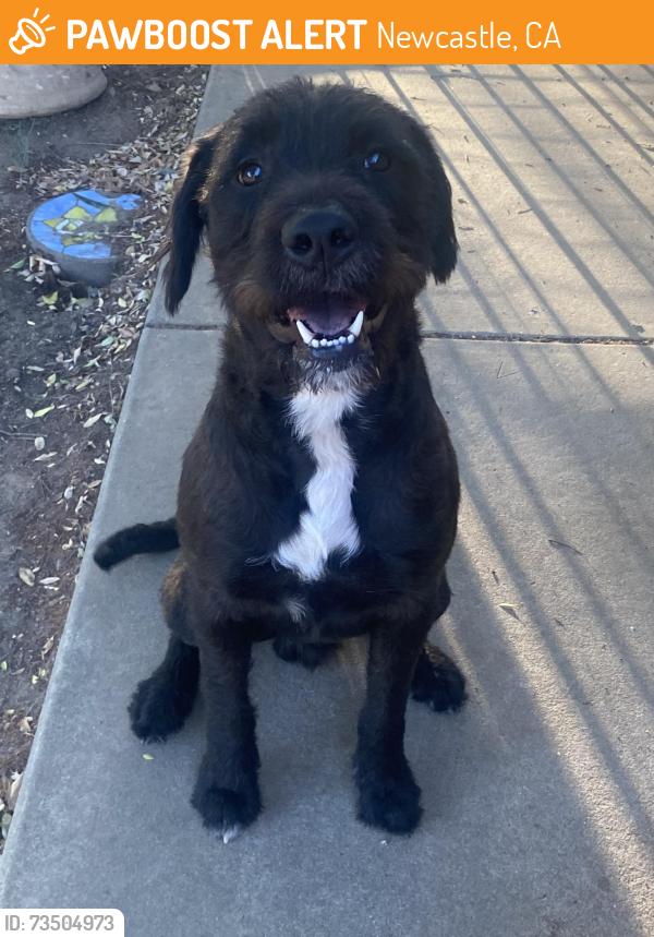 Found/Stray Male Dog last seen Gold Hill Rd & Fruitvale Rd, Newcastle, CA 95658