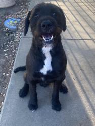 Found/Stray Male Dog last seen Gold Hill Rd & Fruitvale Rd, Newcastle, CA 95658