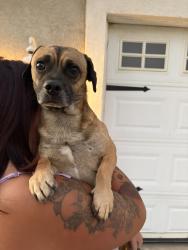 Found/Stray Male Dog last seen Apple valley rd, Apple Valley, CA 92307