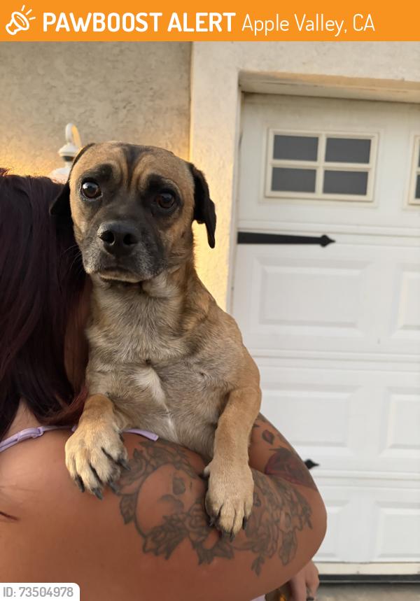Found/Stray Male Dog last seen Apple valley rd, Apple Valley, CA 92307