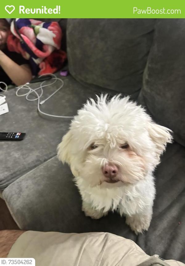 Reunited Male Dog last seen Kent drive, Arlington, TX 76010