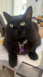 Reunited Female Cat last seen Near Ray Alexander Dr, Greensboro, NC 27410, USA, Greensboro, NC 27410