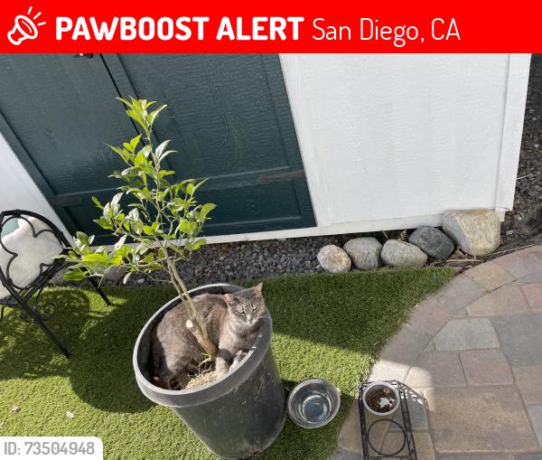 Lost Female Cat last seen Wellesly Pl, San Diego, CA 92122