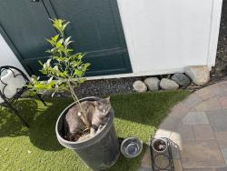 Lost Female Cat last seen Wellesly Pl, San Diego, CA 92122
