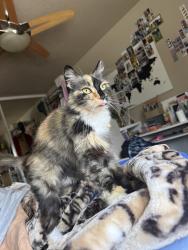 Lost Female Cat last seen Andover and Bennington, Irvine, CA 92620