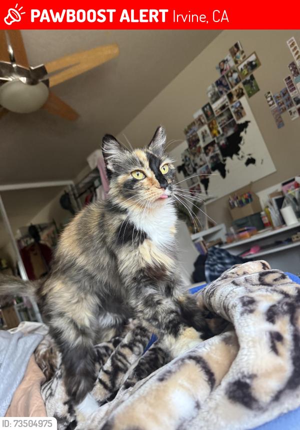 Lost Female Cat last seen Andover and Bennington, Irvine, CA 92620