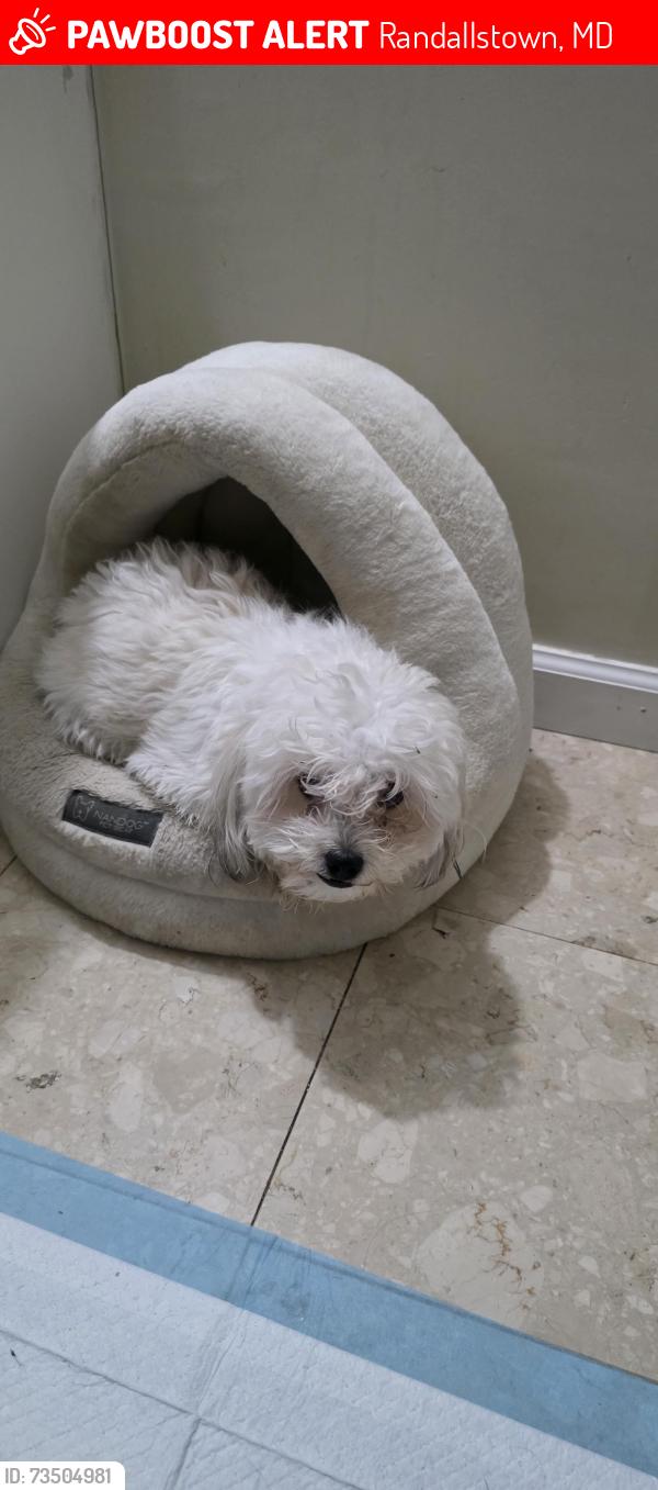 Lost Female Dog last seen Chapman rd, Randallstown, MD 21133