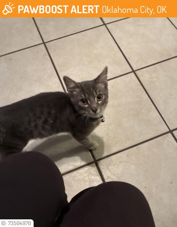 Found/Stray Unknown Cat last seen SW 52nd Street Oklahoma City Oklahoma, Oklahoma City, OK 73119