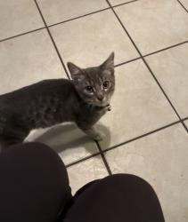 Found/Stray Unknown Cat last seen SW 52nd Street Oklahoma City Oklahoma, Oklahoma City, OK 73119