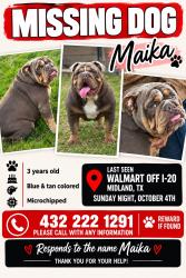 Lost Female Dog last seen Near south county rd 193, Palm Beach, FL 33480