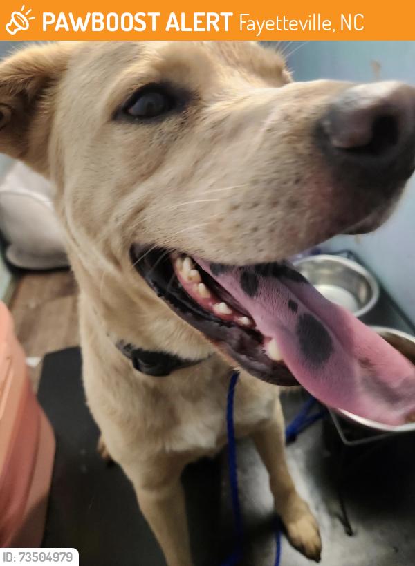 Found/Stray Male Dog last seen Street of Strickland bridge, Fayetteville, NC 28306