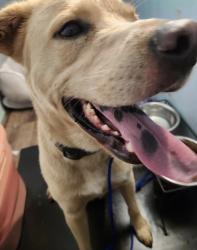 Found/Stray Male Dog last seen Street of Strickland bridge, Fayetteville, NC 28306