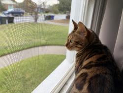 Reunited Female Cat last seen Oak and Leroy, Temple City, CA 91780