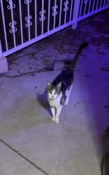 Found/Stray Unknown Cat last seen Chestnut and Nees, Fresno, CA 93720