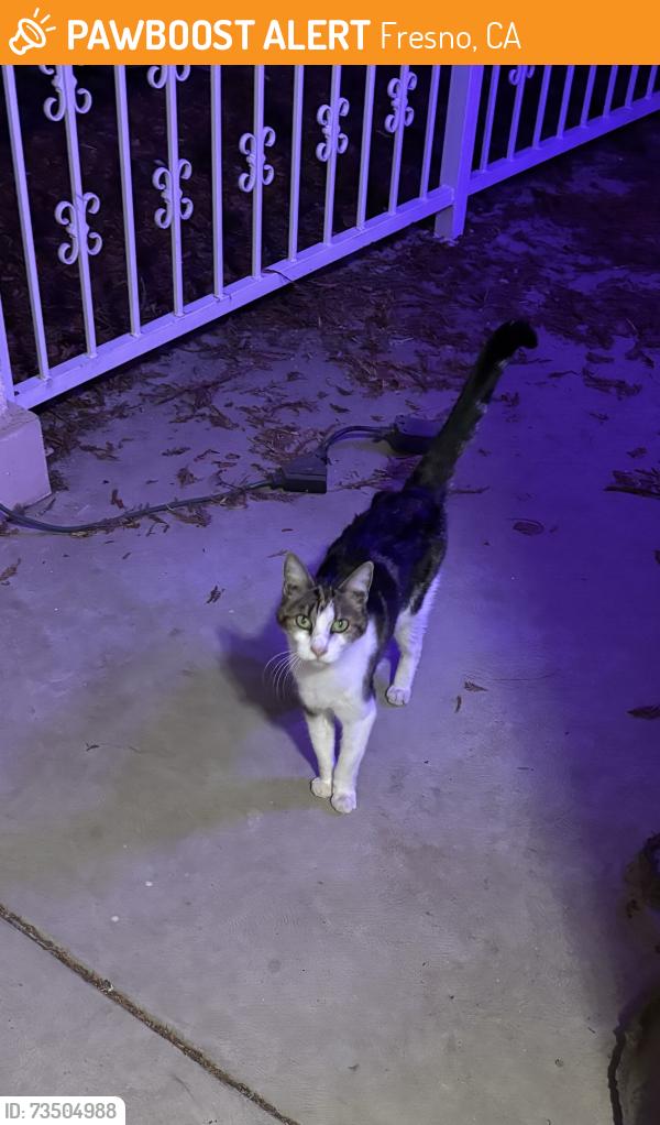 Found/Stray Unknown Cat last seen Chestnut and Nees, Fresno, CA 93720