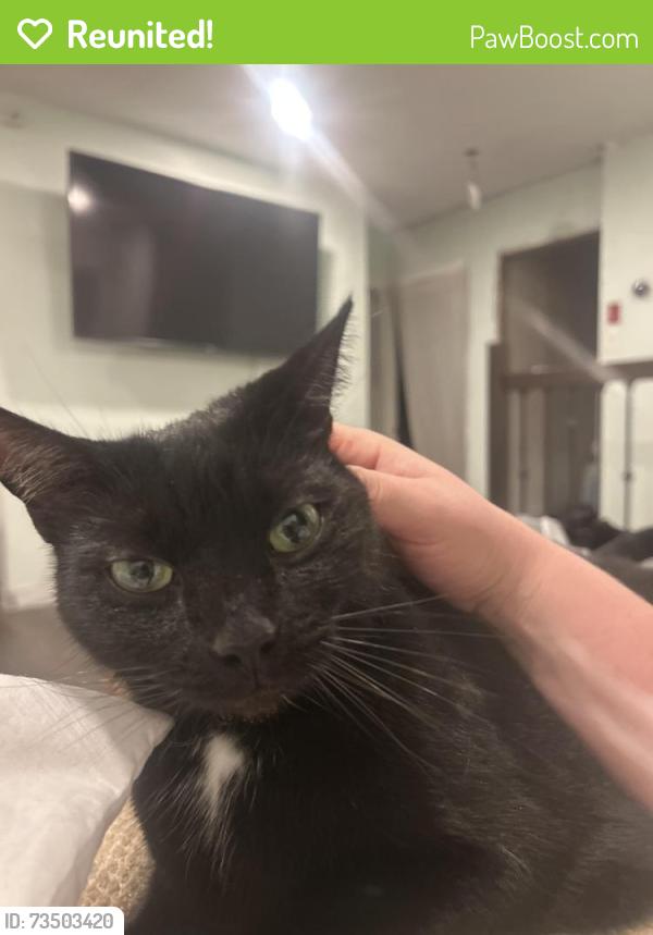 Reunited Female Cat last seen Walnut and Woodlawn, Collingdale, PA 19023