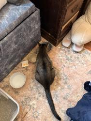 Found/Stray Female Cat last seen Near 71st and Nicollet Ave, Richfield, MN 55423