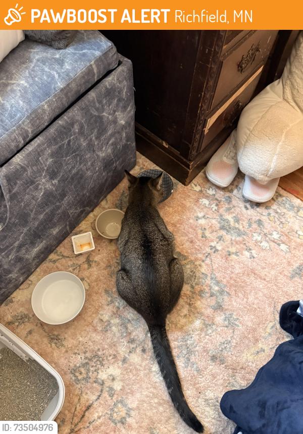 Found/Stray Female Cat last seen Near 71st and Nicollet Ave, Richfield, MN 55423