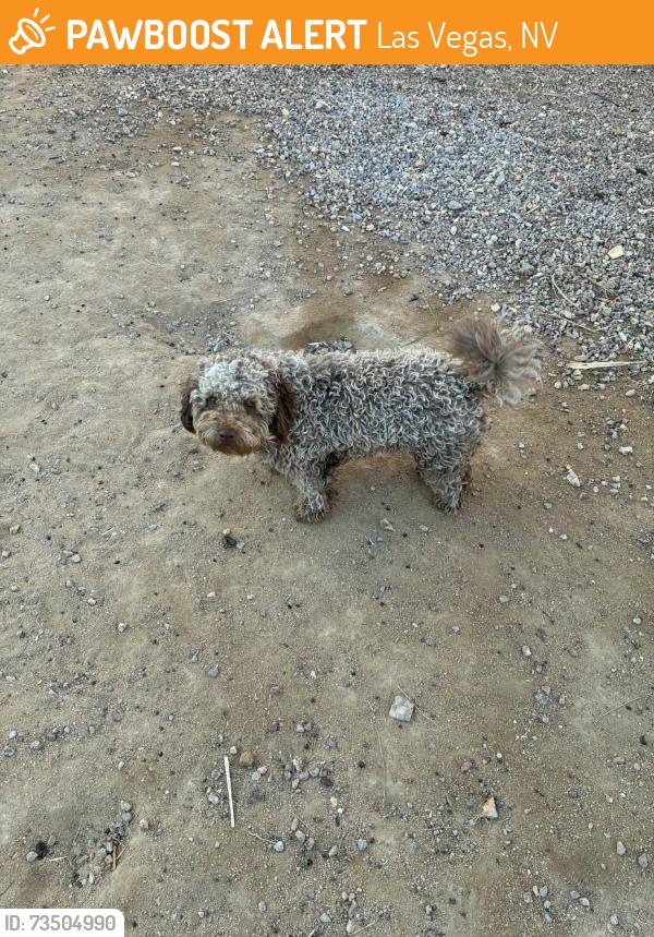 Found/Stray Male Dog last seen Christy Ln & Labrador Dr, Las Vegas, NV 89101