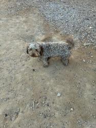 Found/Stray Male Dog last seen Christy Ln & Labrador Dr, Las Vegas, NV 89101